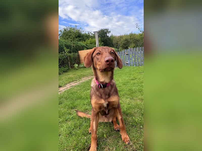 Lupo sucht ein Zuhause