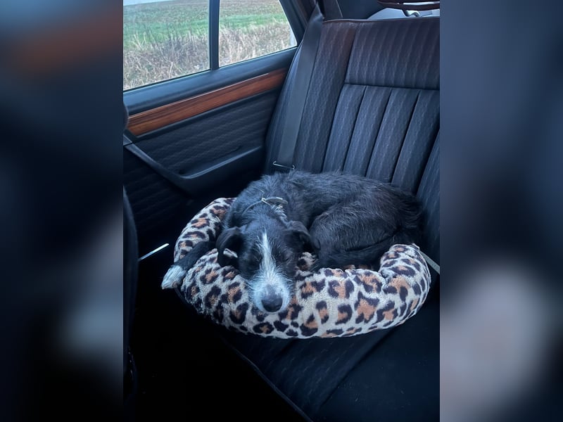 FYNN braucht ein neues, liebevolles Zuhause