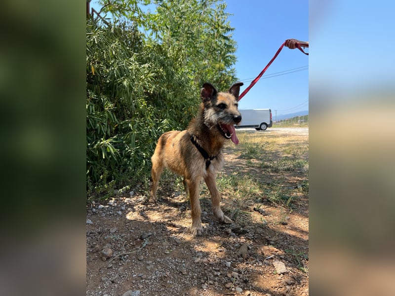 Milli, neugierige Terrier-Mix Hündin auf Heimatsuche