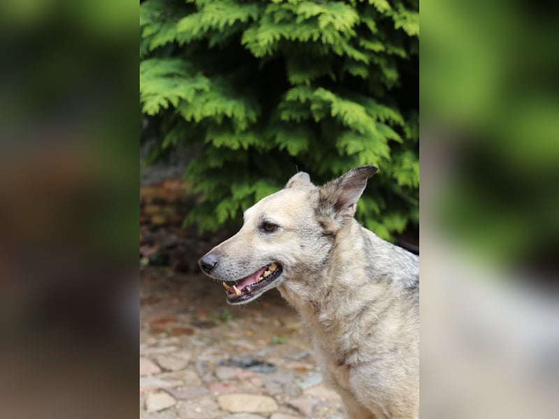 Dauerhafte Pflegestelle / Lebensplatz für Hündin LUCIA gesucht