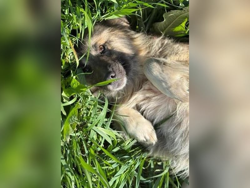 Tierschutz: Edle Prinzessin Zarah