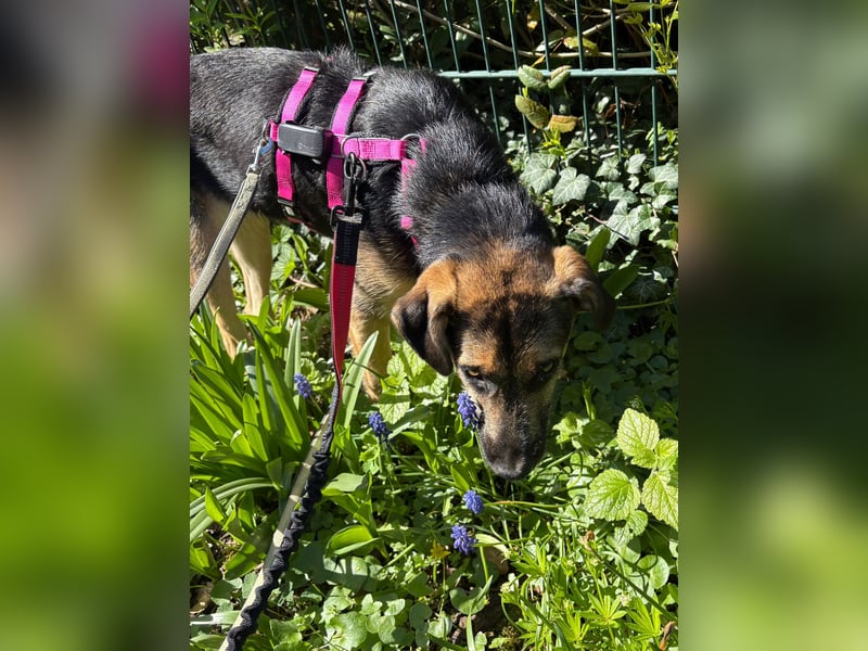YUNA - zuckersüßes Hundemädchen sucht ihre Menschen