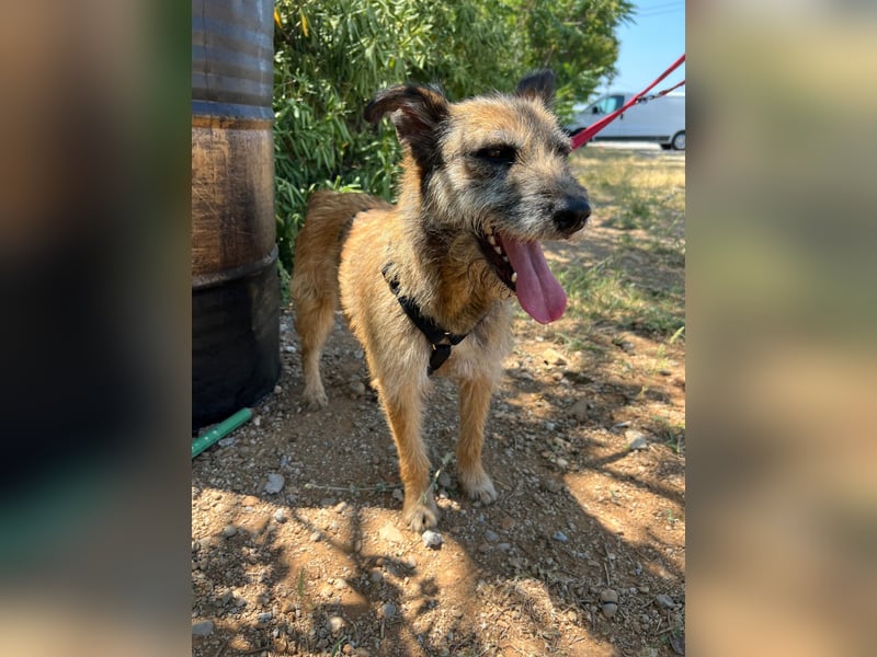 Milli, neugierige Terrier-Mix Hündin auf Heimatsuche