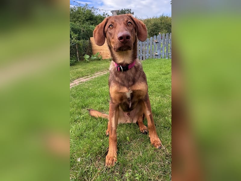 Lupo sucht ein Zuhause