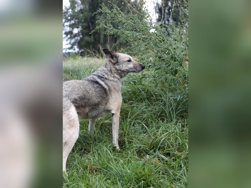 Dauerhafte Pflegestelle / Lebensplatz für Hündin LUCIA gesucht