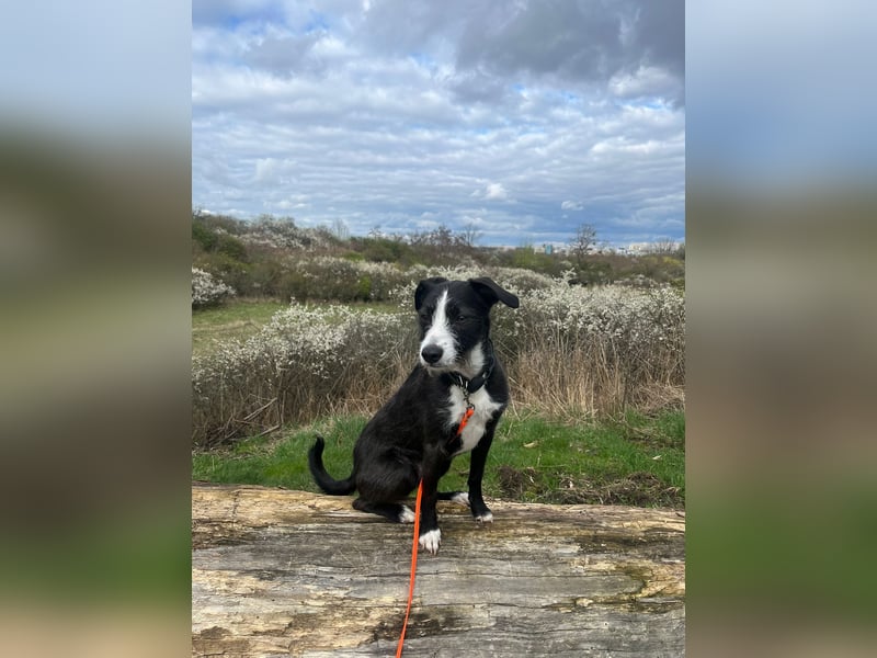 FYNN braucht ein neues, liebevolles Zuhause