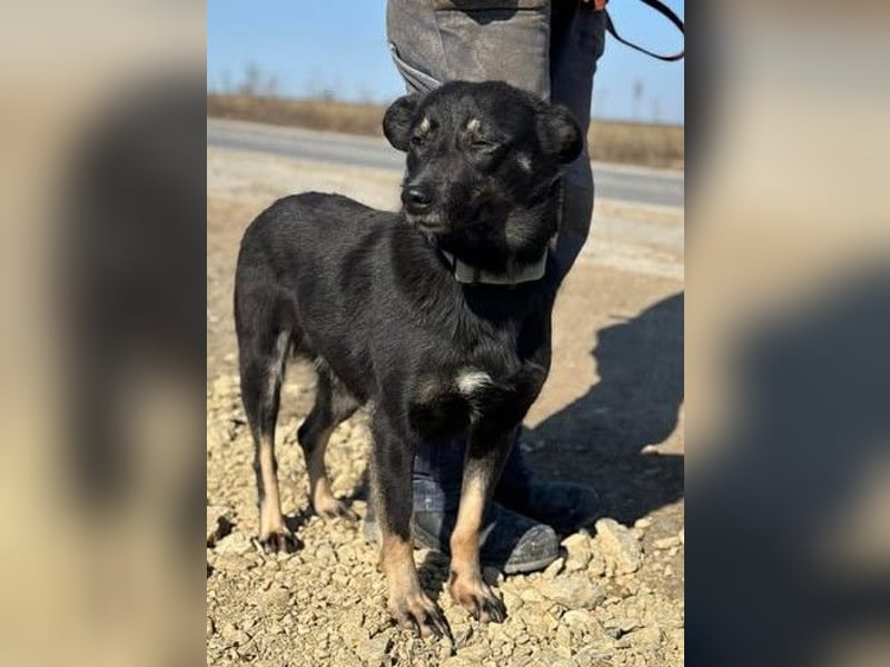 Claudia eignete sich nicht als Wachhund und landete im Shelter