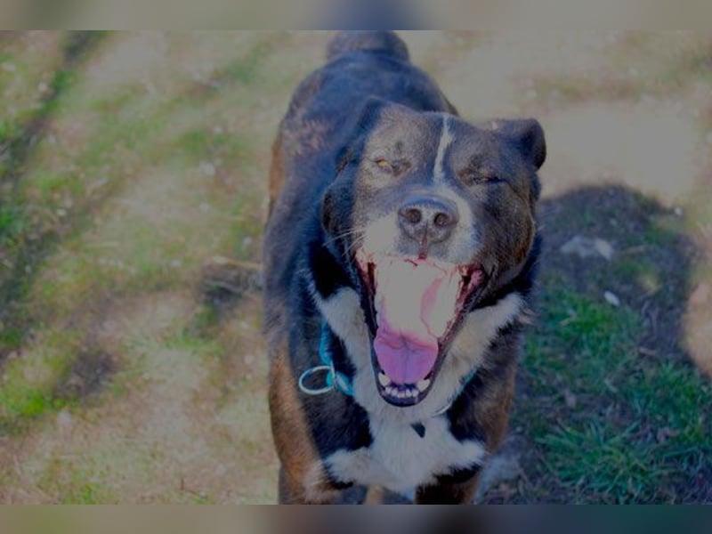 Ronald - kastriert - geboren Mai 2024 - Tierheim Kostinbrod (Bulgarien)