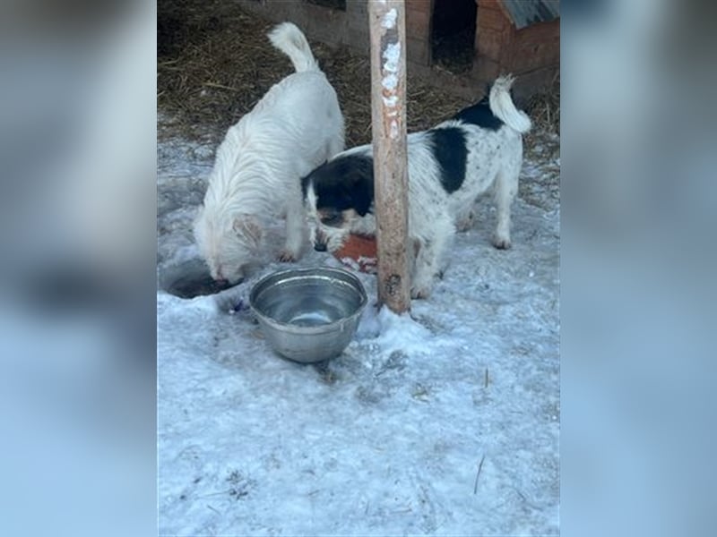 Noris - der perfekte Familienbegleiter