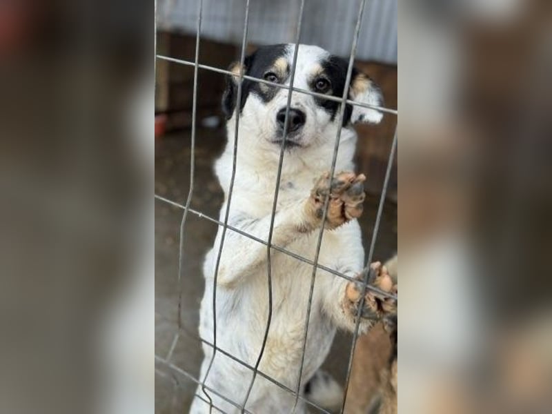 Laika will einfach nur geliebt werden