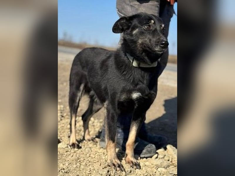 Claudia eignete sich nicht als Wachhund und landete im Shelter