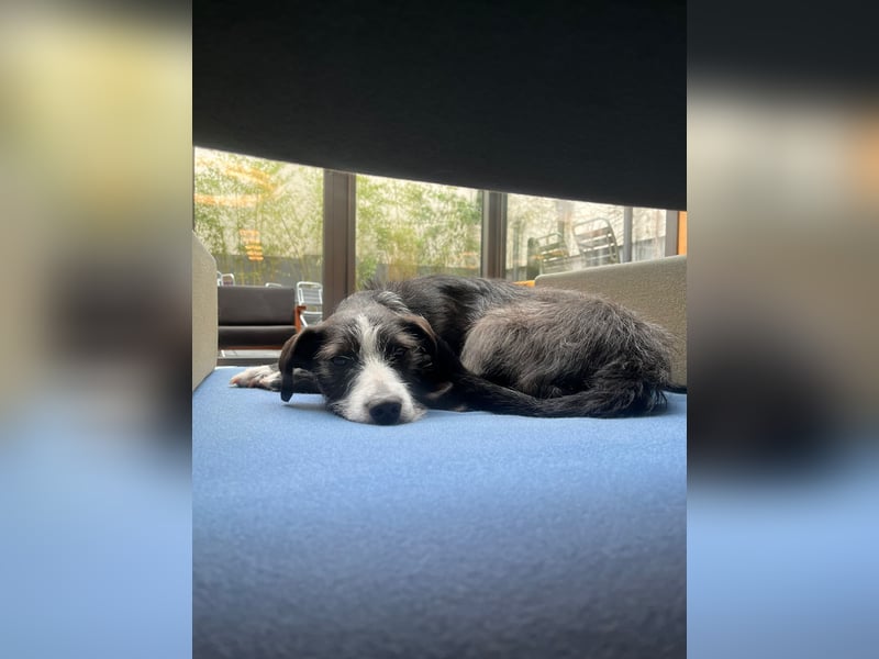 FYNN braucht ein neues, liebevolles Zuhause