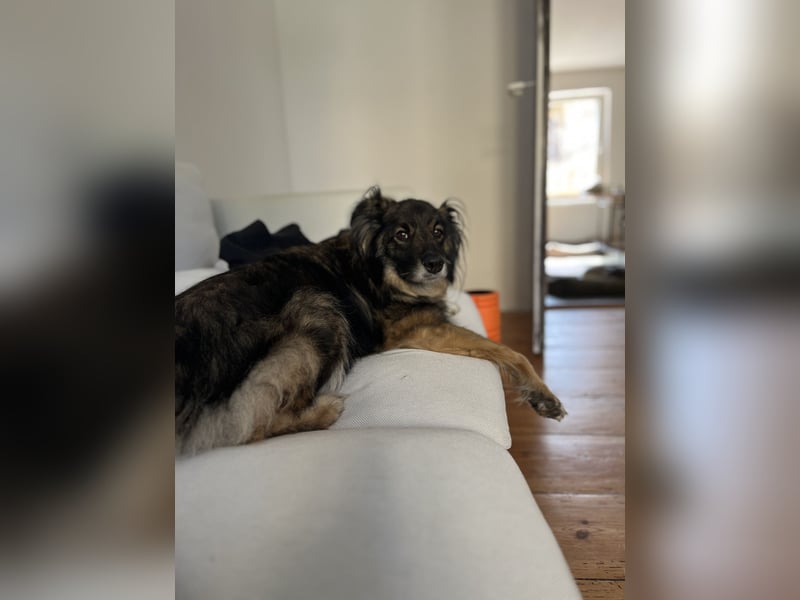 Unkomplizierter Rüde BAVIN sucht ein neues Zuhause!