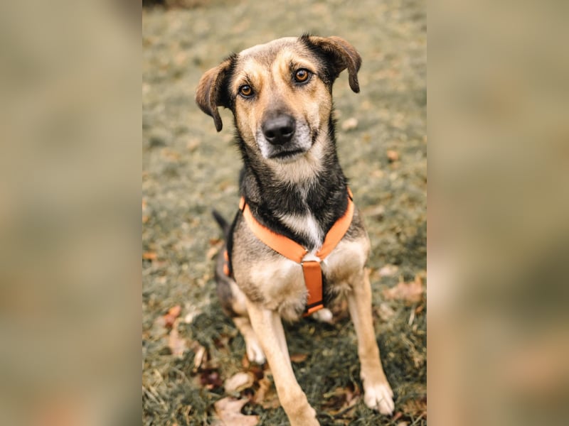 Liebe, kluge Inoa sucht ihre Familie