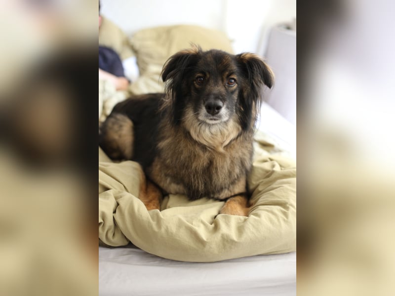 Unkomplizierter Rüde BAVIN sucht ein neues Zuhause!