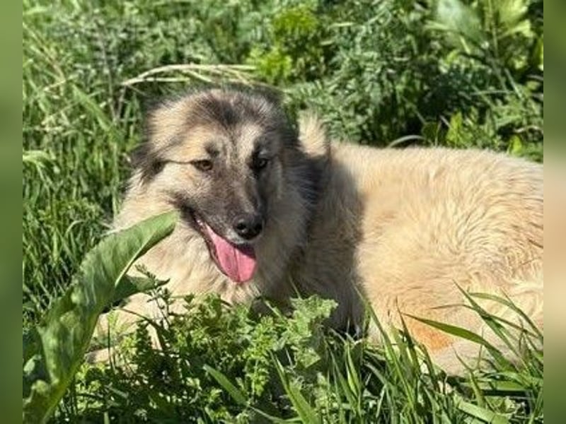 Tierschutz: Edle Prinzessin Zarah