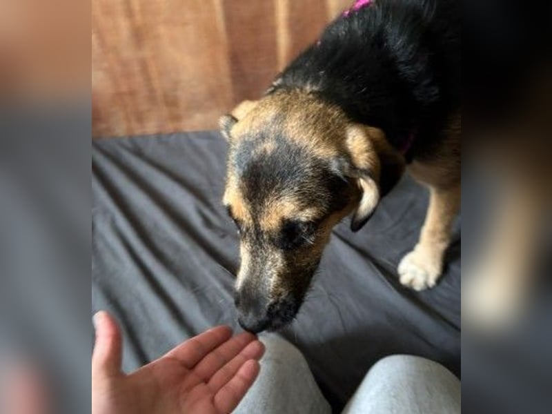 YUNA - zuckersüßes Hundemädchen sucht ihre Menschen