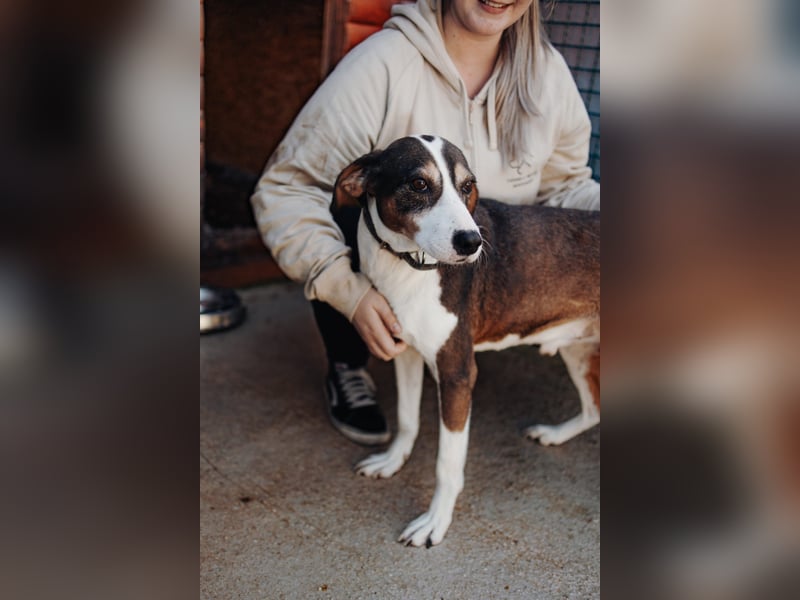 Rex wartet auf sein Für Immer Zuhause