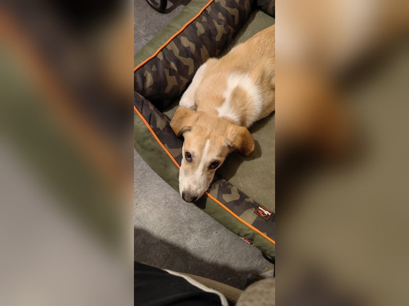 Zefir sucht dringend ein zu hause