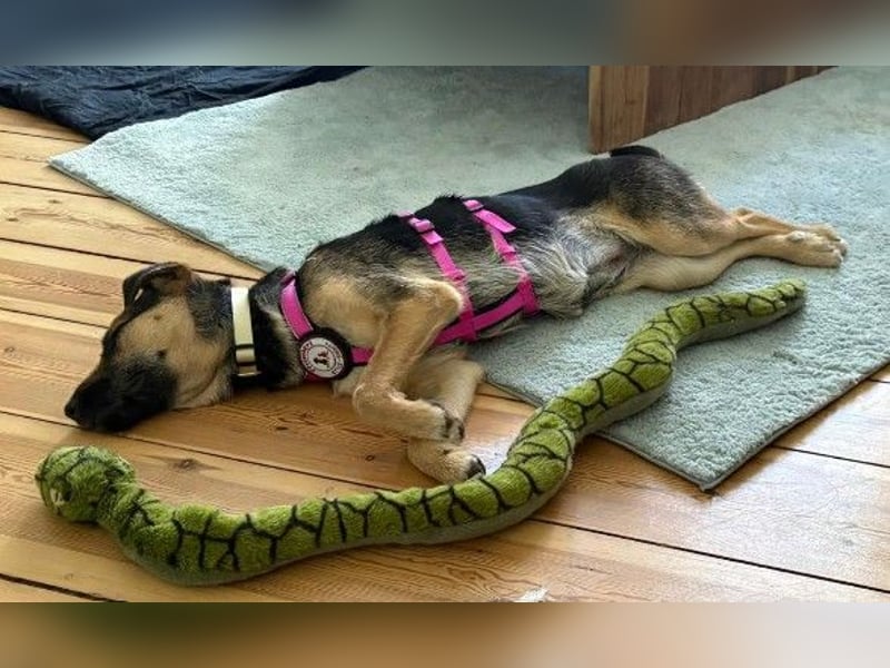 YUNA - zuckersüßes Hundemädchen sucht ihre Menschen