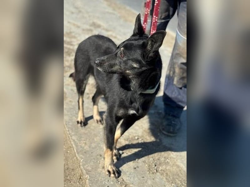 Claudia eignete sich nicht als Wachhund und landete im Shelter