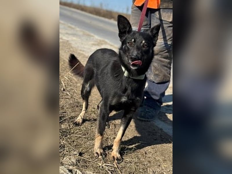 Claudia eignete sich nicht als Wachhund und landete im Shelter