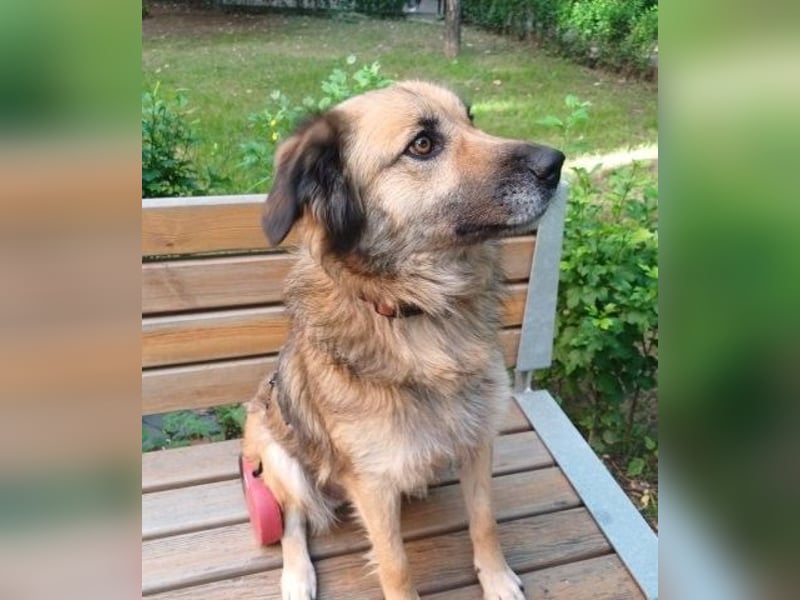 Maya aus Rumänien - wer rettet sie jetzt vor dem Shelter?