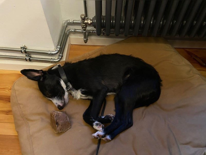 FYNN braucht ein neues, liebevolles Zuhause