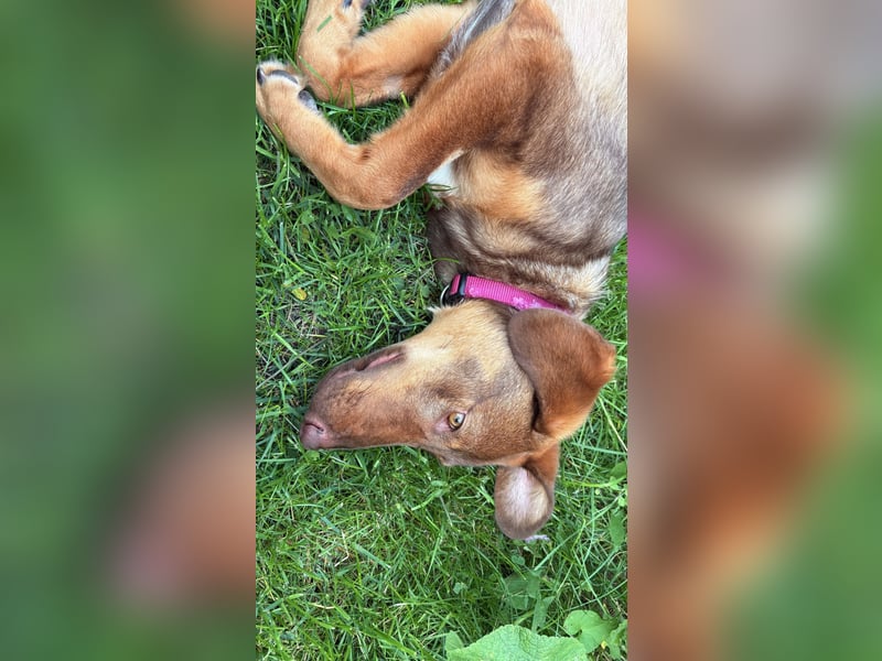 Lupo sucht ein Zuhause