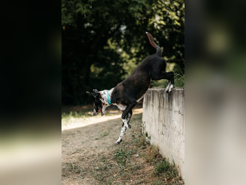 Fröhliche Bokki sucht ihre Menschen