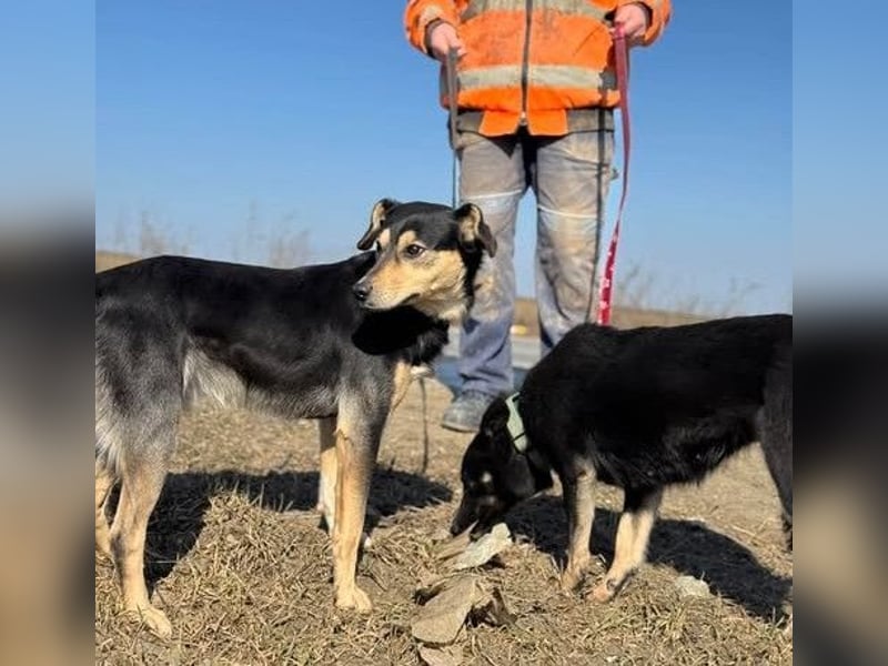Claudia eignete sich nicht als Wachhund und landete im Shelter