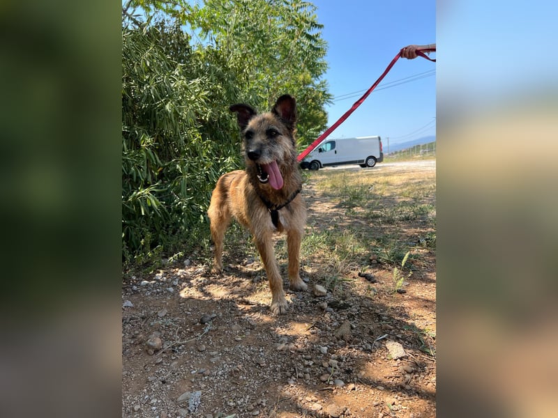 Milli, neugierige Terrier-Mix Hündin auf Heimatsuche