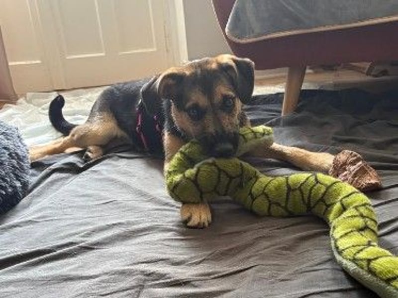 YUNA - zuckersüßes Hundemädchen sucht ihre Menschen