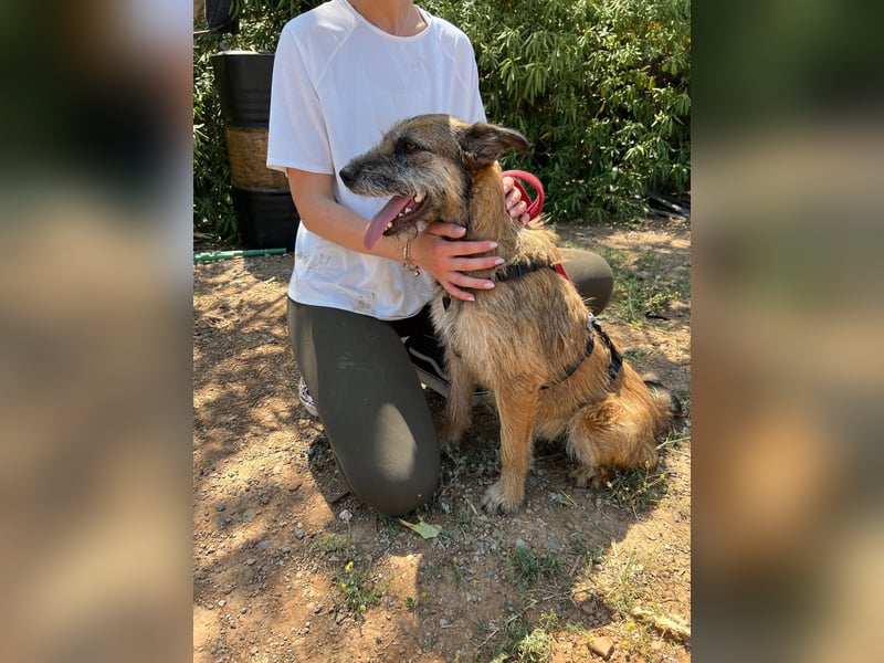 Milli, neugierige Terrier-Mix Hündin auf Heimatsuche