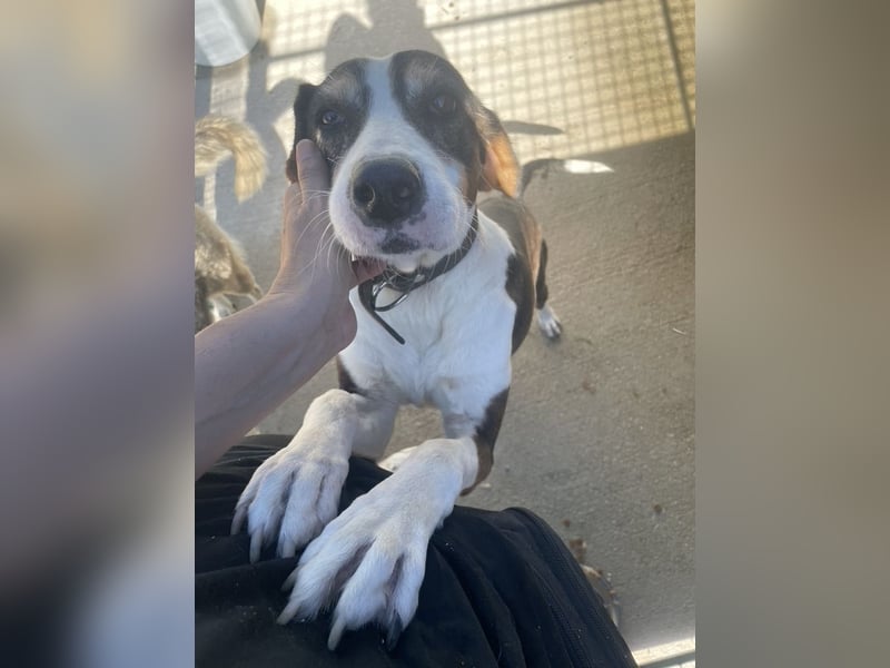 Rex wartet auf sein Für Immer Zuhause