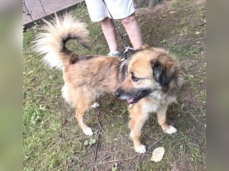 Maya aus Rumänien - wer rettet sie jetzt vor dem Shelter?