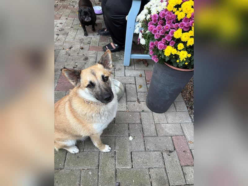 Zauberhafte Knutschkugel sucht kuschelige Menschen