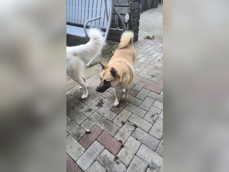 Zauberhafte Knutschkugel sucht kuschelige Menschen