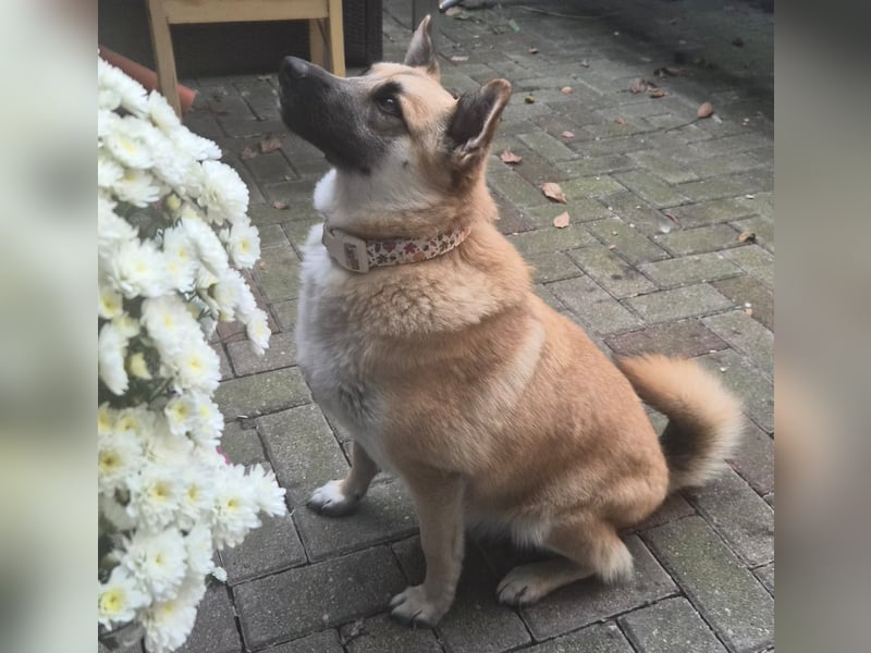 Zauberhafte Knutschkugel sucht kuschelige Menschen