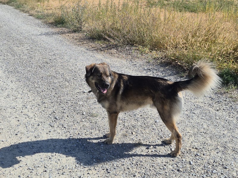 Theo, unser Familienmitglied