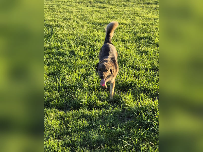 Theo, unser Familienmitglied