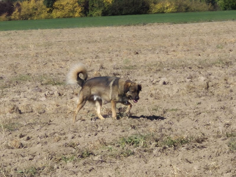 Theo, unser Familienmitglied