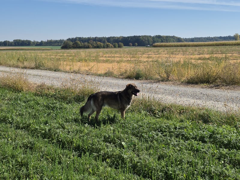 Theo, unser Familienmitglied