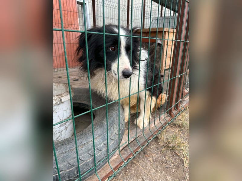 Verschmuster Benny sucht seine Familie