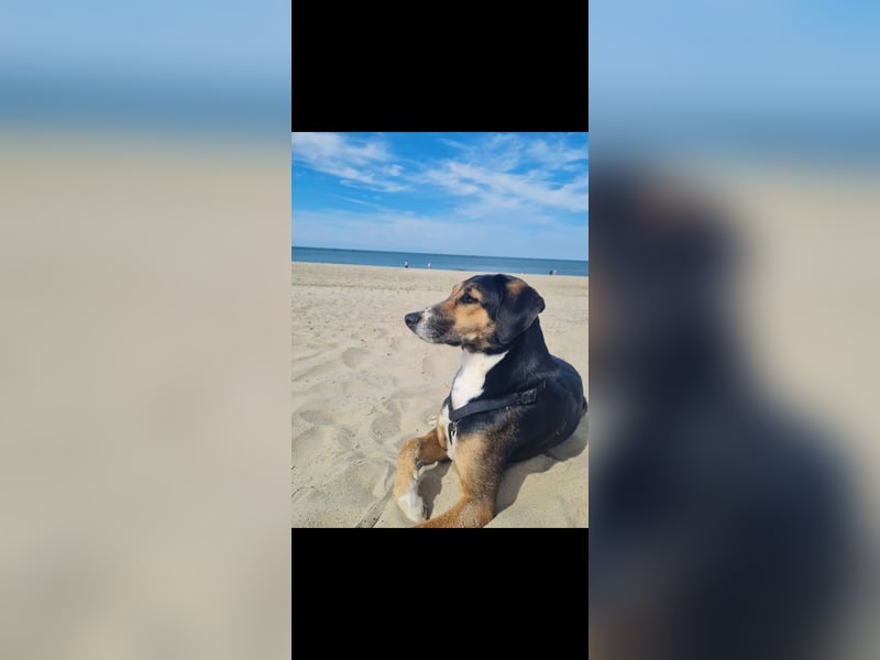 Menschenscheue Wanja sucht ruhiges zu Hause