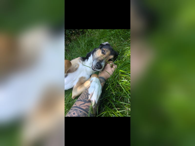 Menschenscheue Wanja sucht ruhiges zu Hause