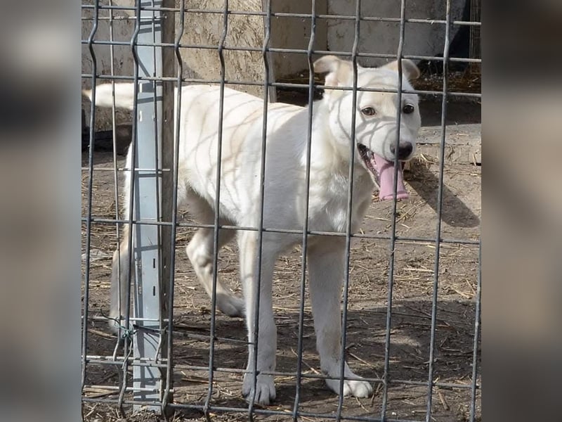 Milo - liebevolles und freundliches Energiebündel!