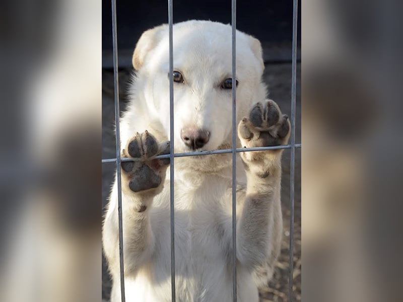Milo - liebevolles und freundliches Energiebündel!