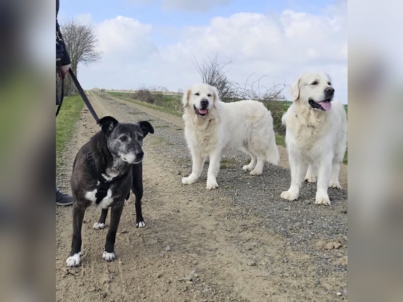 Blacky - freundlich, sehr menschenbezogen und verträglich