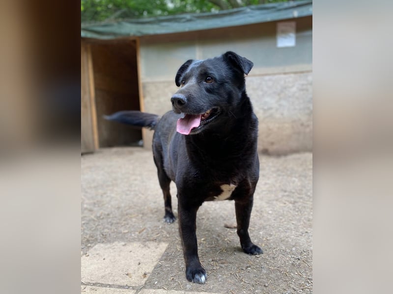 Percy - sanftmütig und verträglich, ein wenig schüchtern